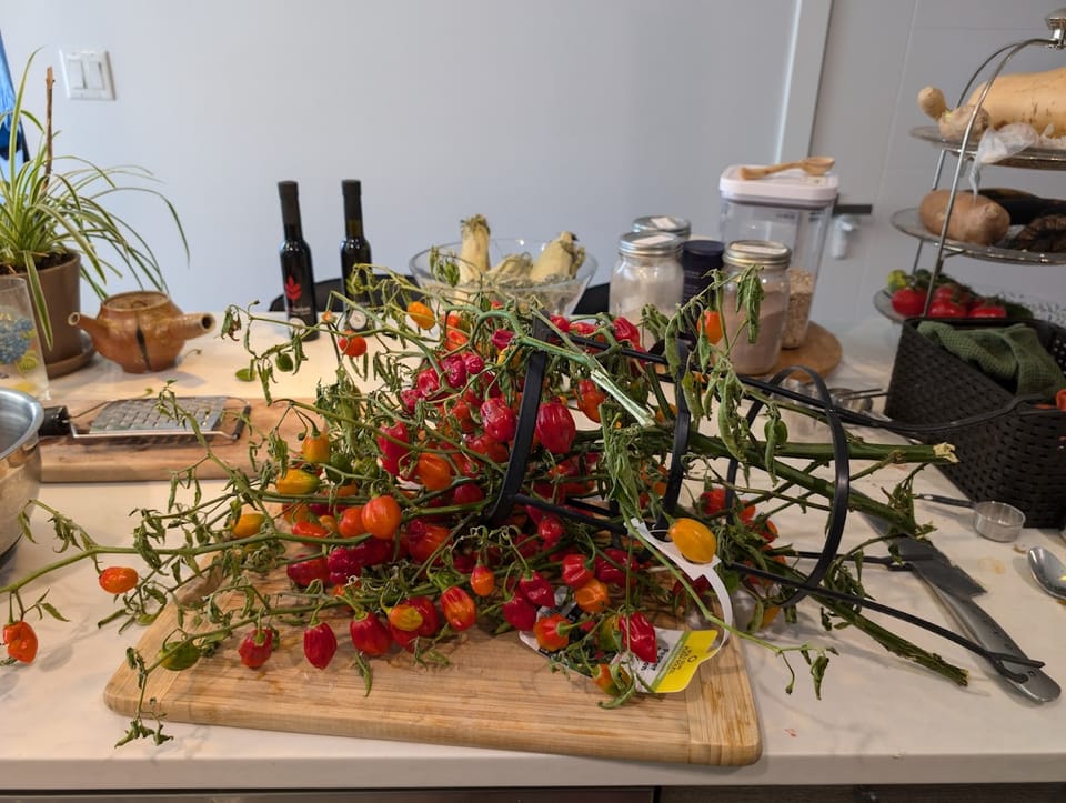 Pickling Pure Heat – Capturing the Natural Sweetness of Habaneros